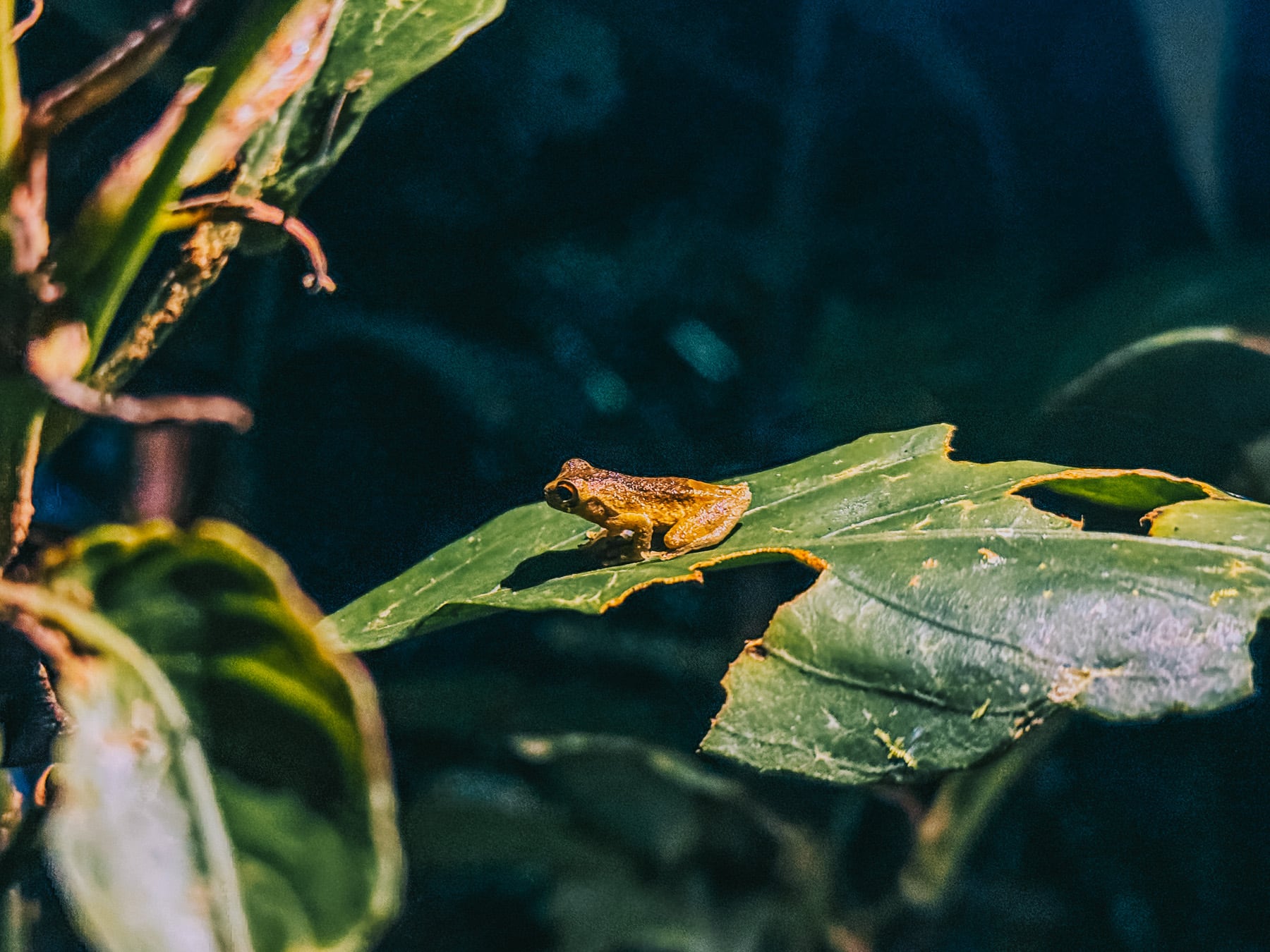 Amazonasgebiet in Ecuador
