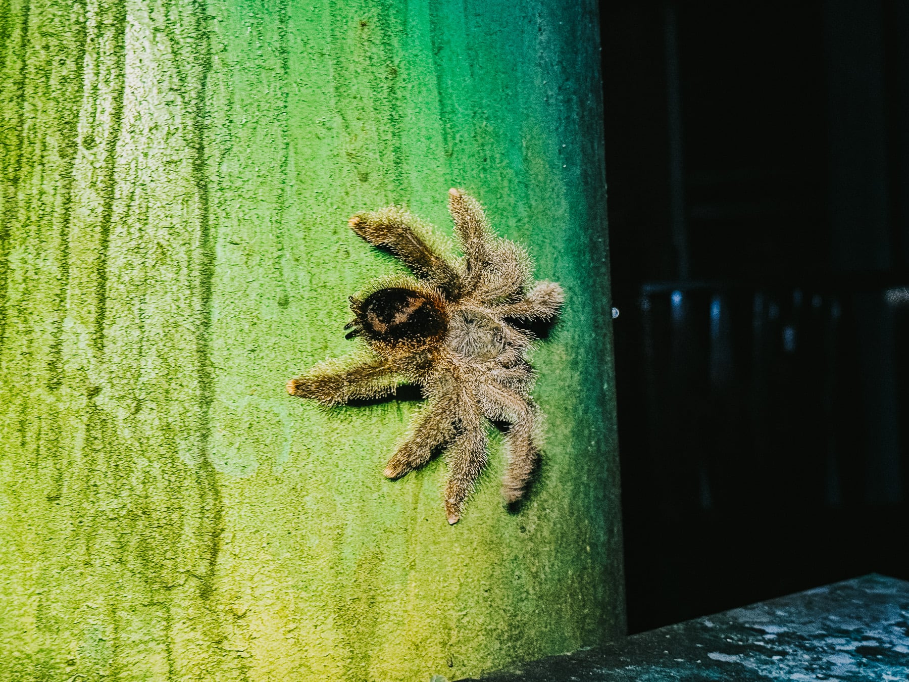 Amazonasgebiet in Ecuador