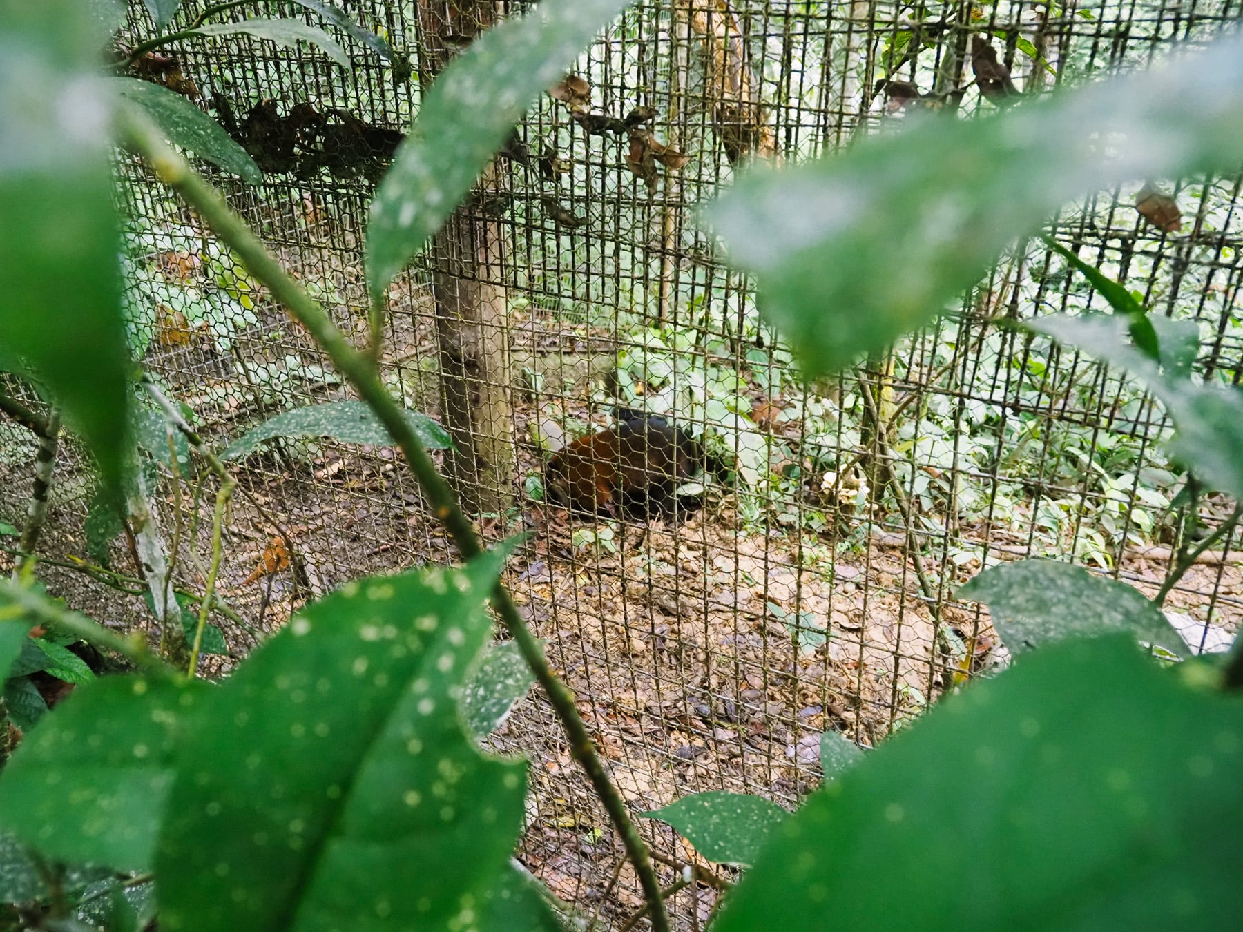 AmaZOOnico in Ecuador