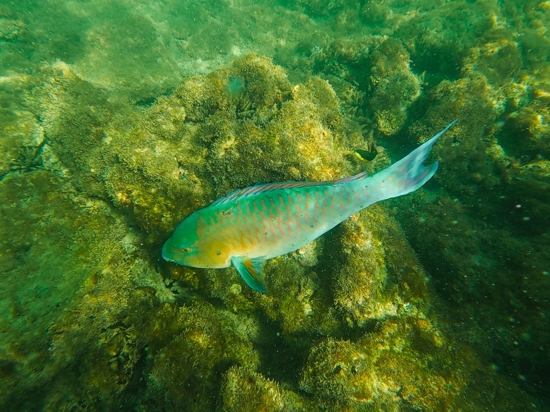 Fernreise auf die Galapagosinseln nach Ecuador, Kicker Rock bei San Cristóbal