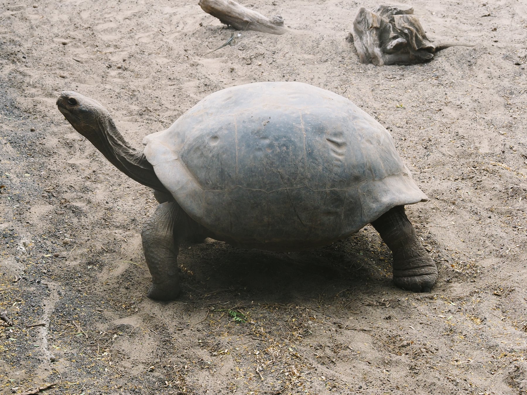 Fernreise auf die Galapagosinseln nach Ecuador, Isla Isabela