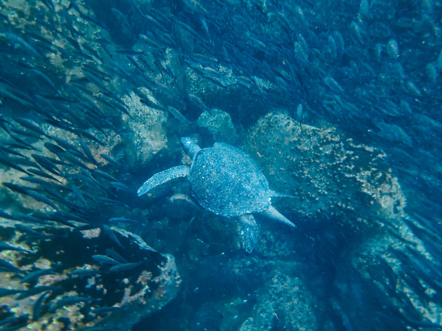 Fernreise auf die Galapagosinseln nach Ecuador, Kicker Rock bei San Cristóbal