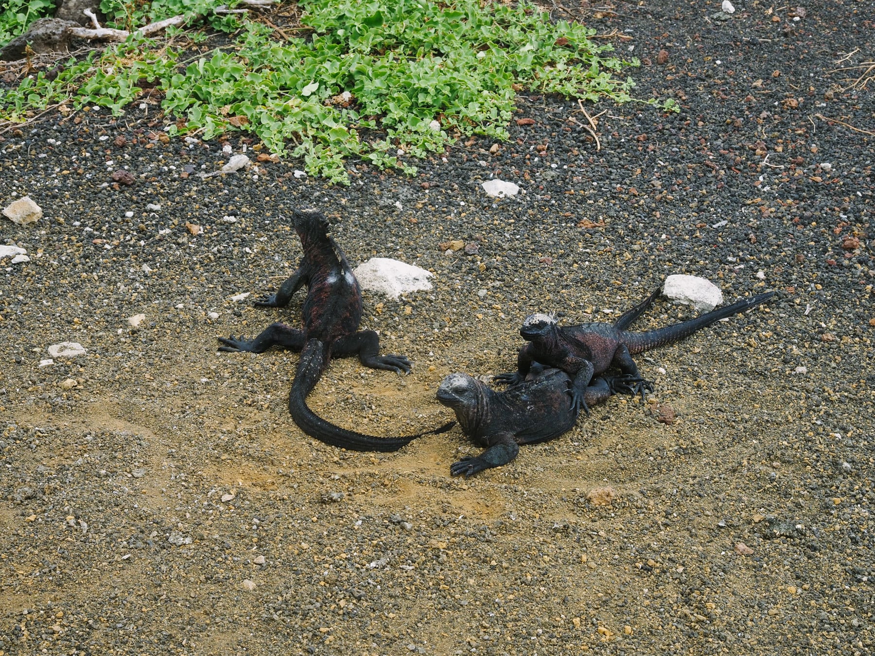 Fernreise auf die Galapagosinseln nach Ecuador auf der Insel Floreana