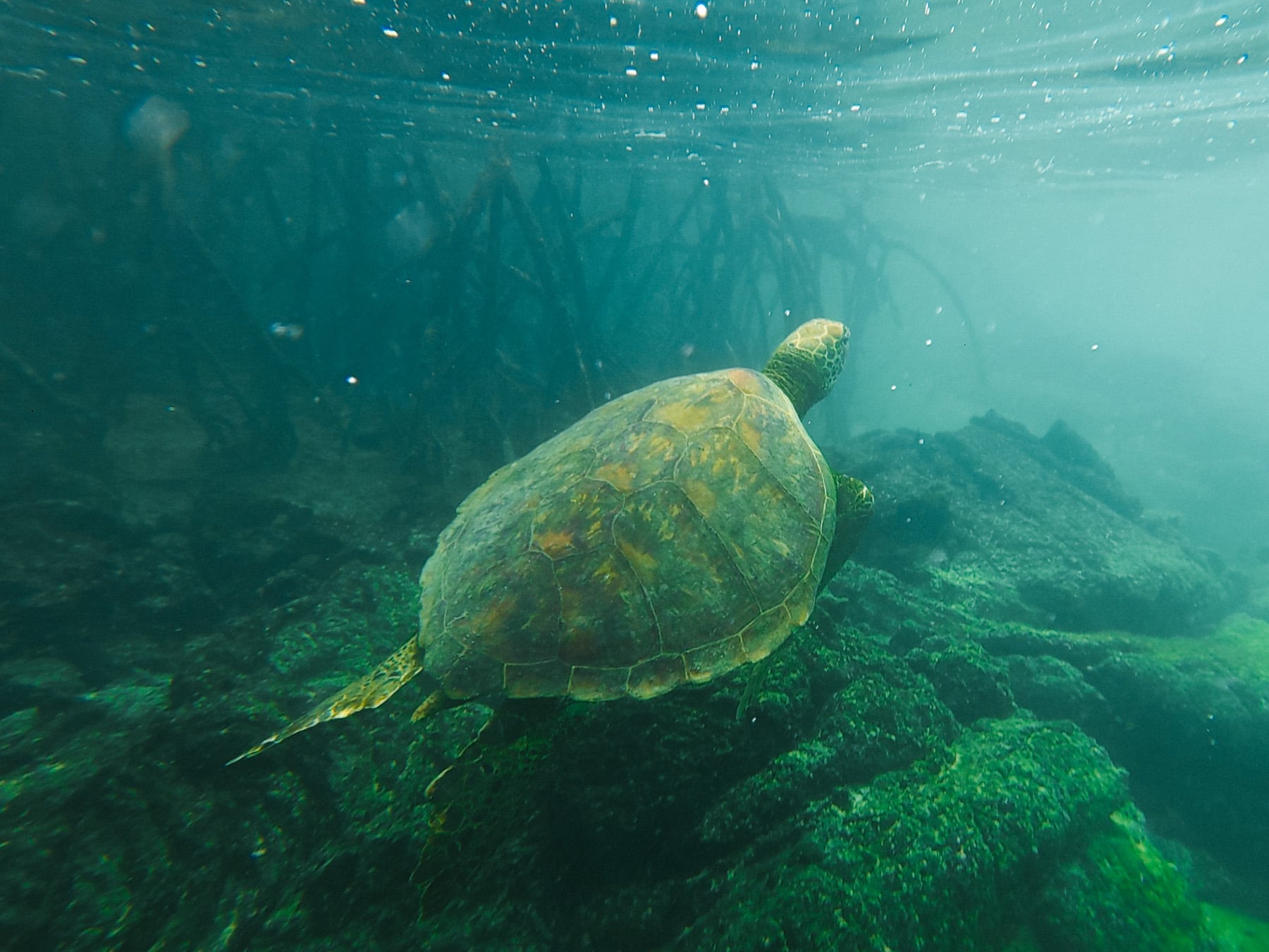 Reise auf die Galapagosinseln in Ecuador in Südamerika, Isla Isabella
