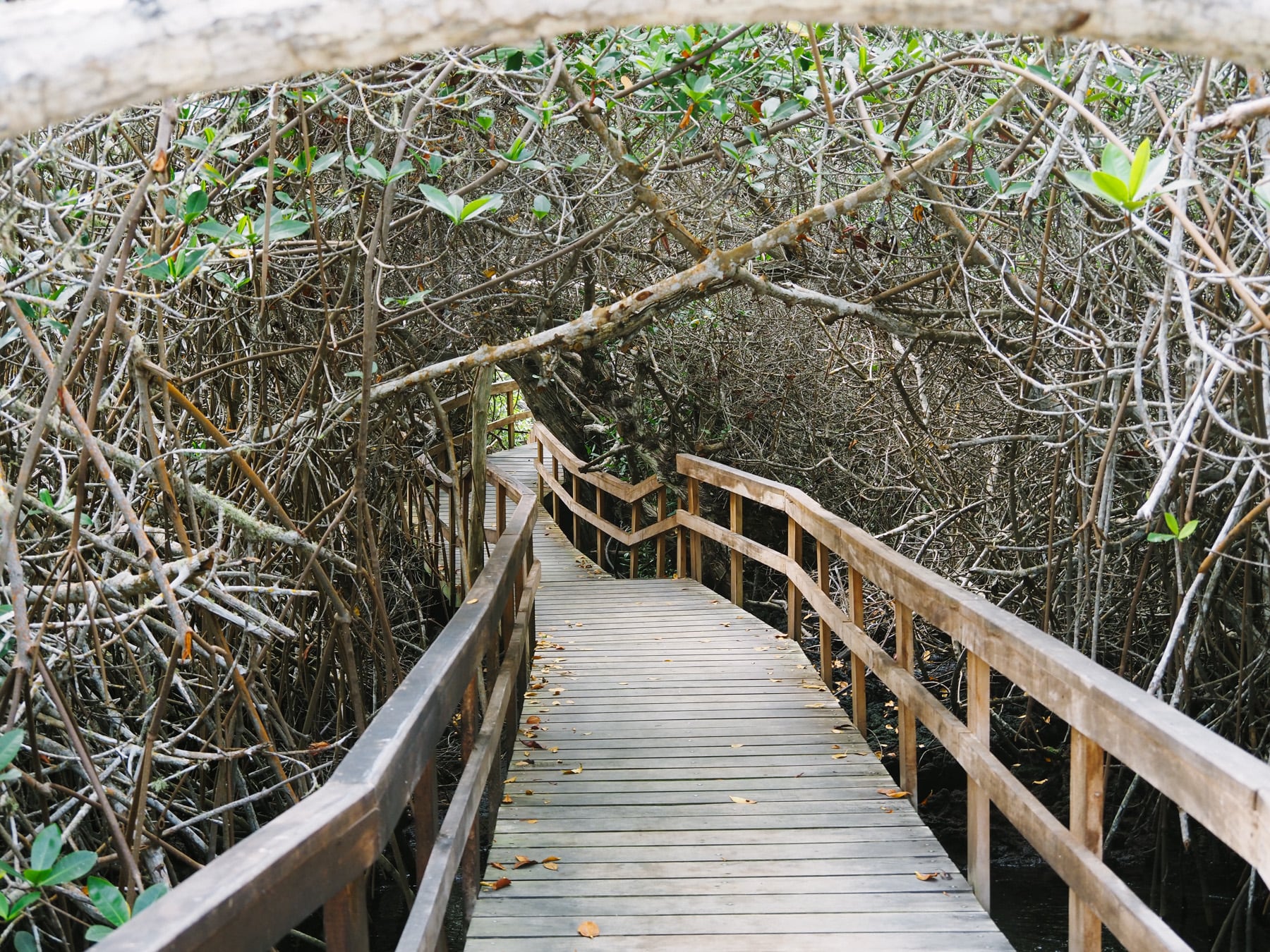 Reise auf die Galapagosinseln in Ecuador in Südamerika, Isla Isabella