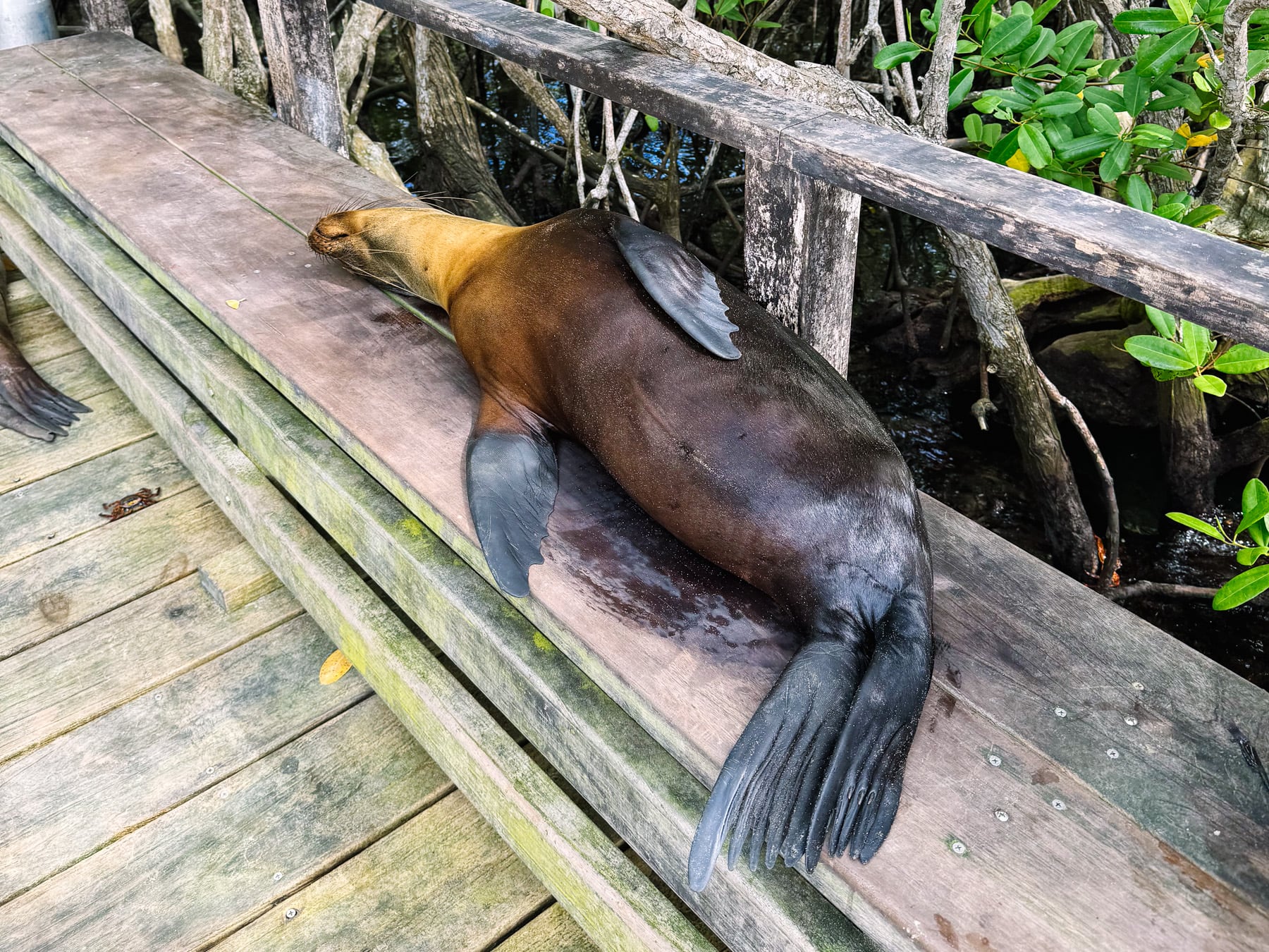 Fernreise auf die Galapagosinseln nach Ecuador, Kicker Rock bei San Cristóbal