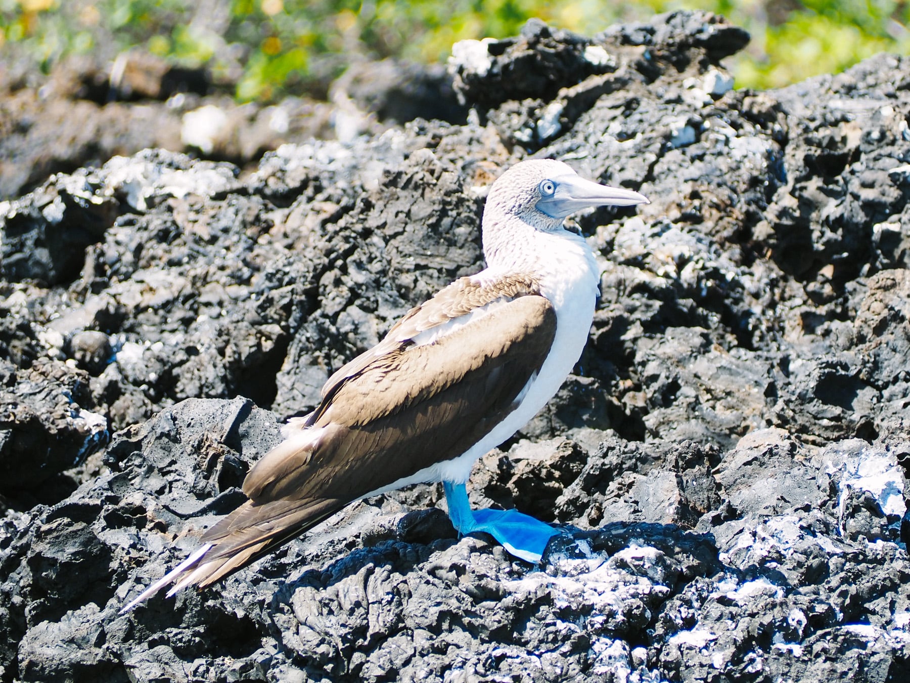 Ecuador mit Kindern - Anden, Amazonas und Regenwald, Vulkane und Galapagosinseln