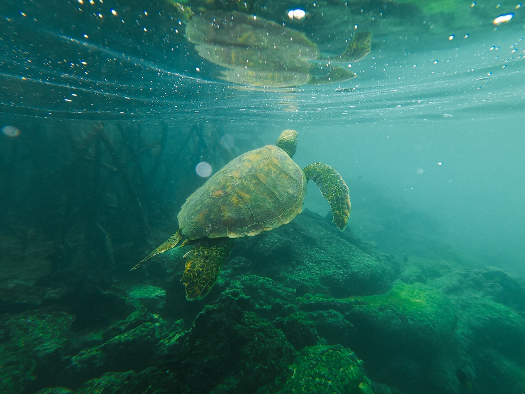 Ecuador mit Kindern - Anden, Amazonas und Regenwald, Vulkane und Galapagosinseln