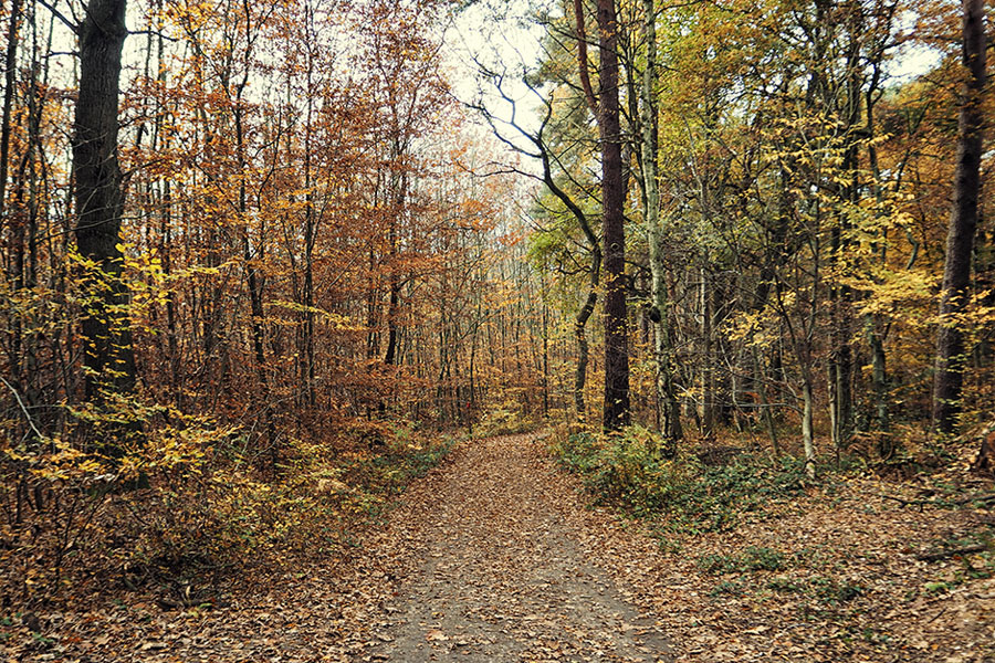 Wahner Heider Köln Geisterbusch