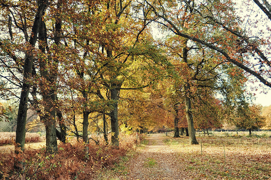Wahner Heider Köln Geisterbusch
