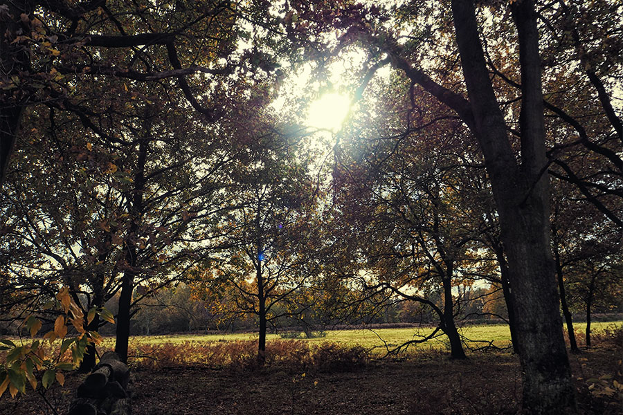Wahner Heider Köln Geisterbusch