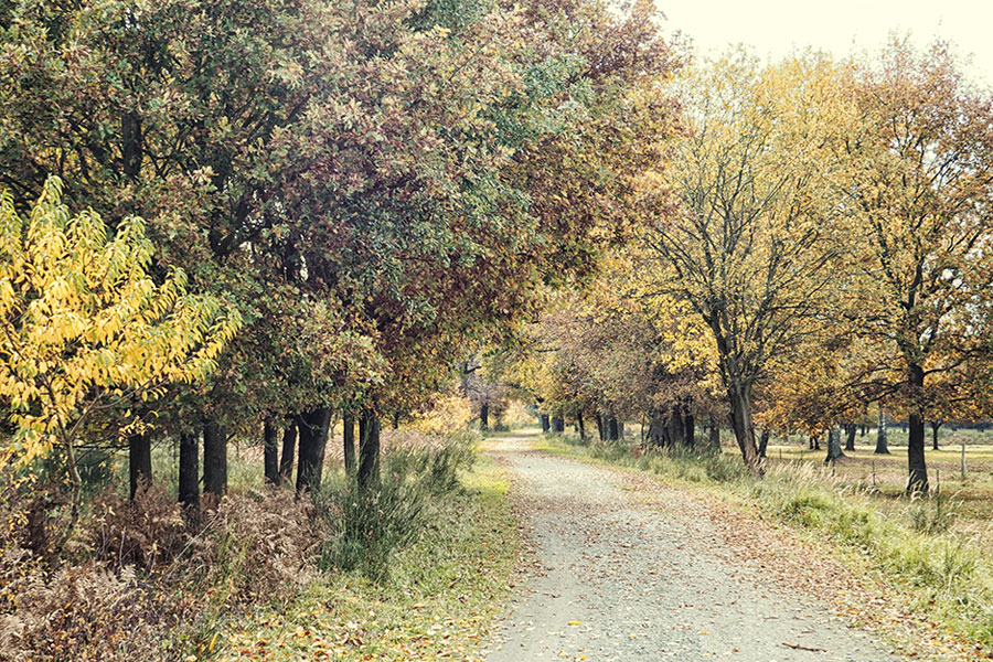 Wahner Heider Köln Geisterbusch