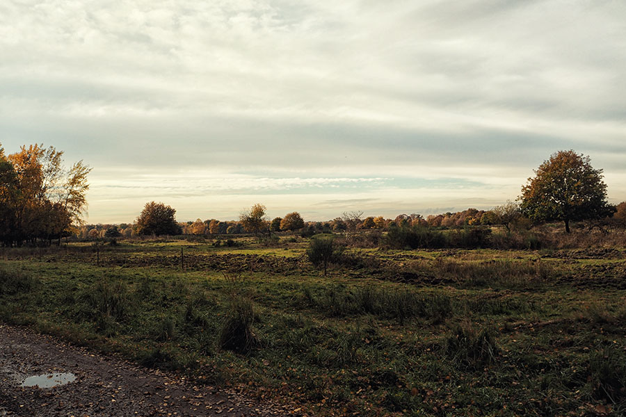 Wahner Heider Köln Geisterbusch
