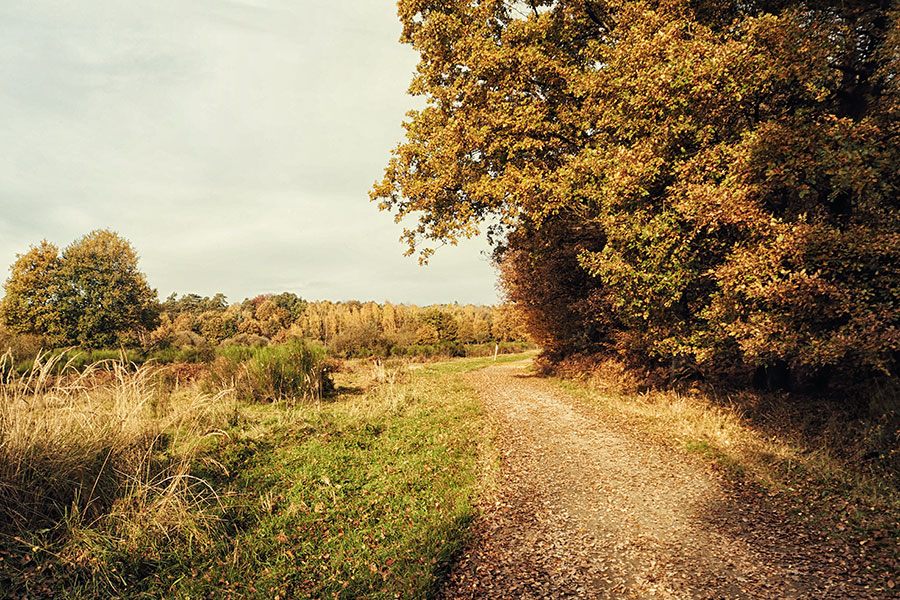 Wahner Heider Köln Geisterbusch