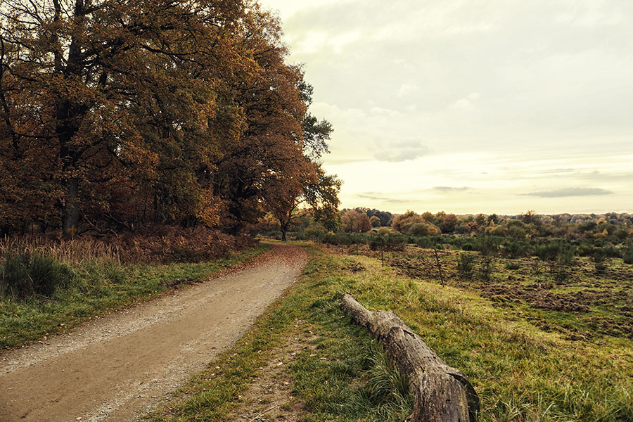 Wahner Heider Köln Geisterbusch