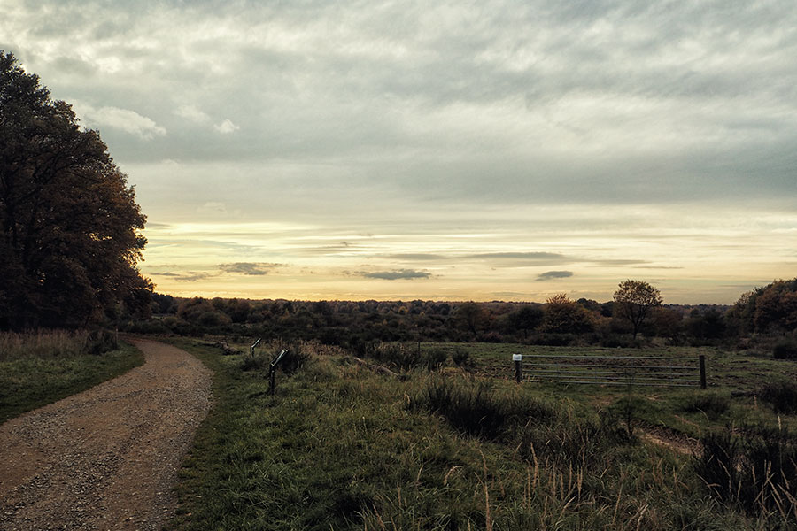 Wahner Heider Köln Geisterbusch
