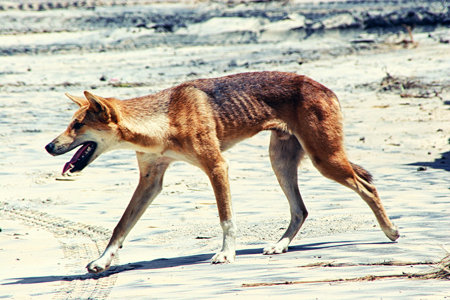 Fraser Island Australien Dingo