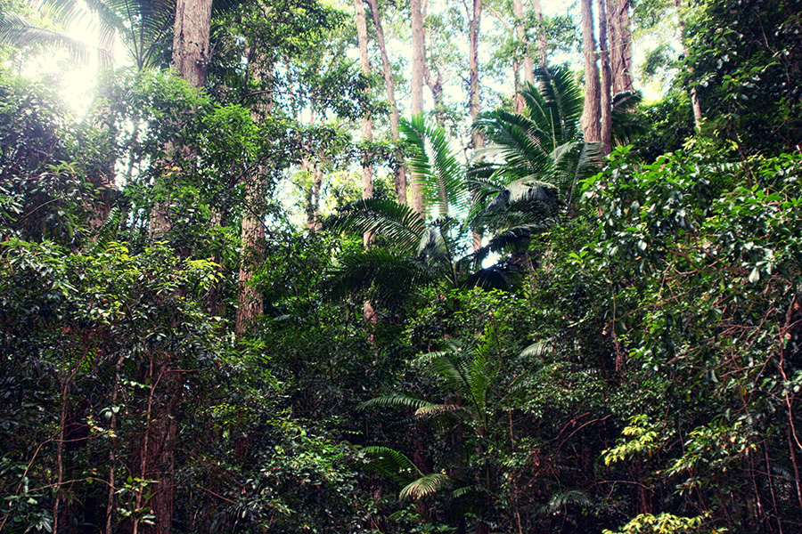 Fraser Island Australien
