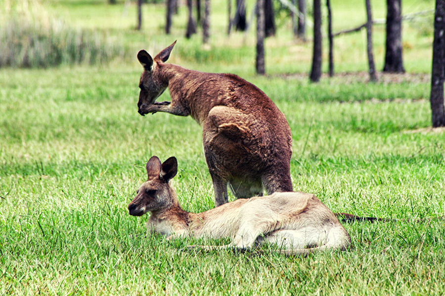 Reiseblog Sunshine Coast Australien Känguru
