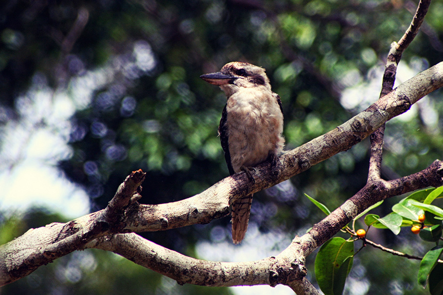 Reiseblog Sunshine Coast Australien