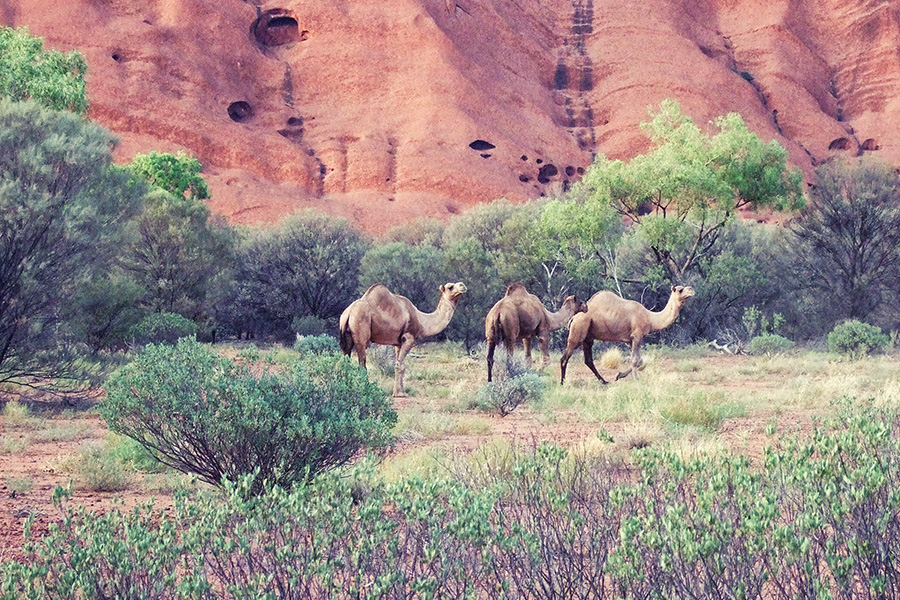 Reiseblog Uluru Ayers Rock Australien