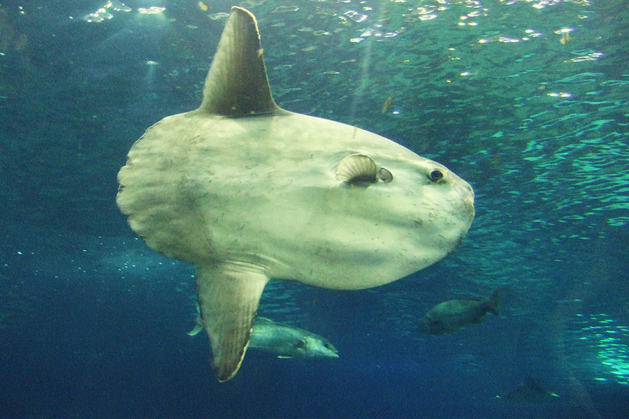 Barcelona Reisen mit Kindern