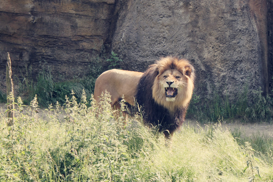 Reisen mit Kindern Löwe Wuppertal Zoo