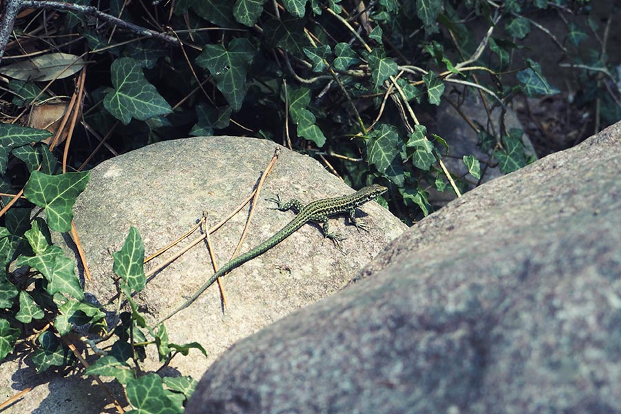 Korsika Strände Balagne Reisen mit Kindern
