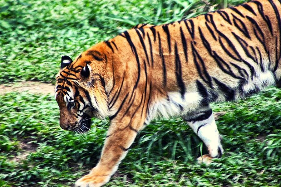 Ipoh Malaysia Lost World of Tambun