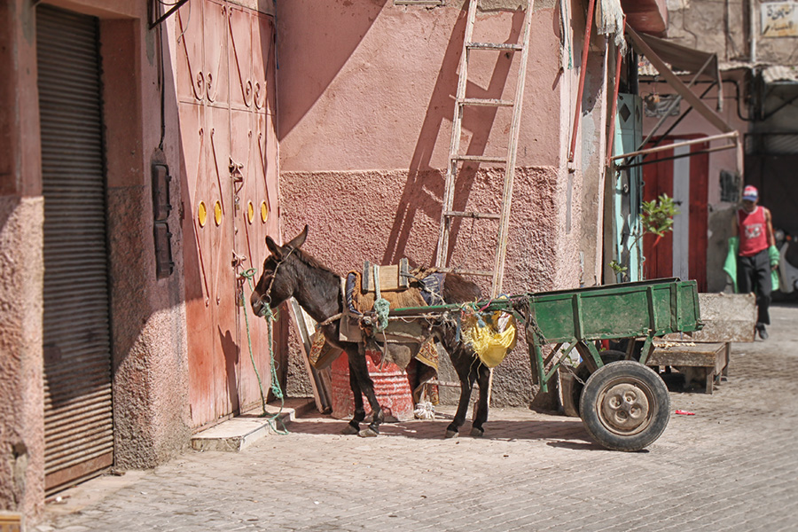 Marokko Marrakesch Reisen mit Kindern