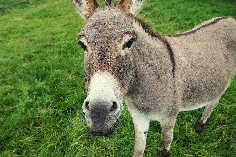 Münsterland - Travelisto - Reisen mit Kindern