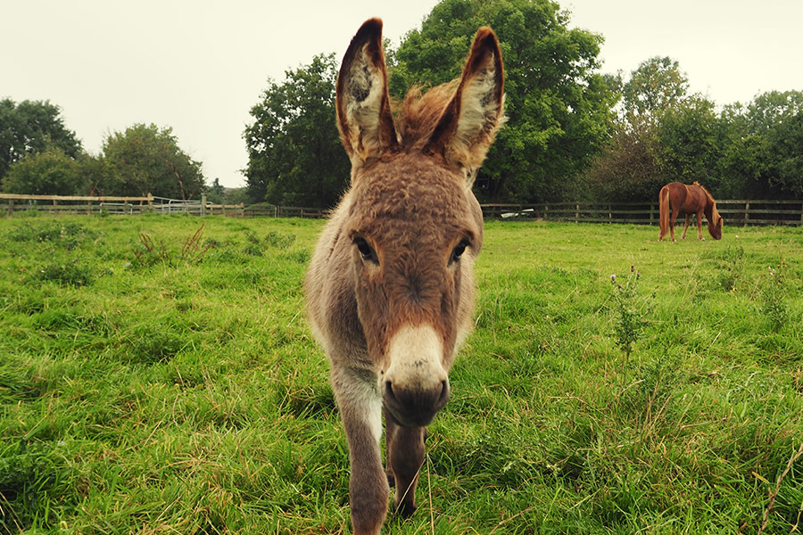 Münsterland - Travelisto - Reisen mit Kindern