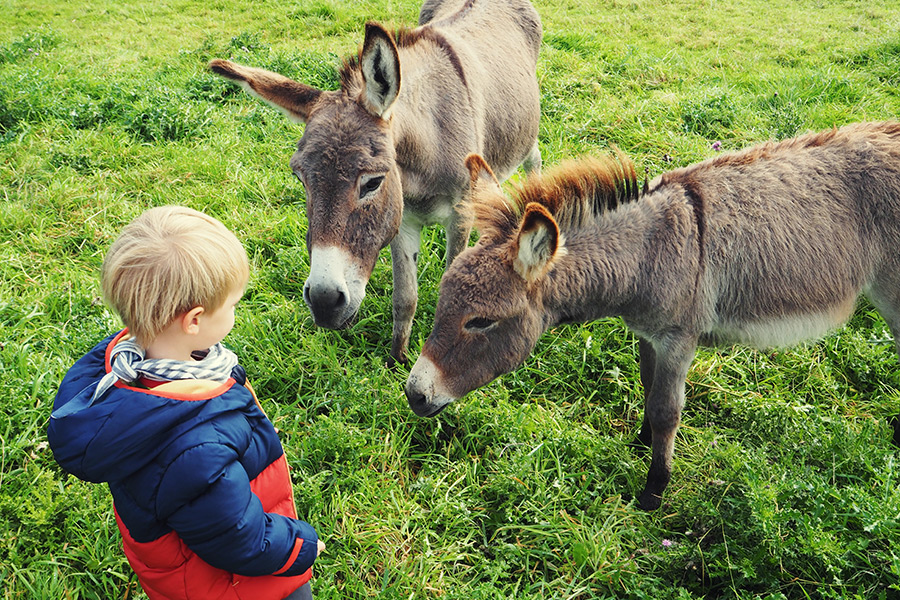Bauernhof mit Kindern im Münsterland