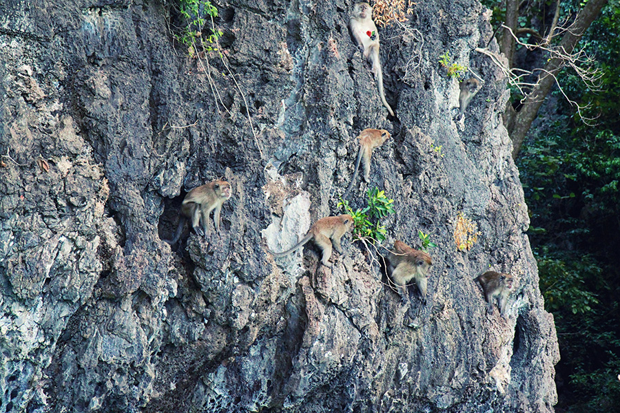 Monkey Bay Ko Phi Phi Thailand