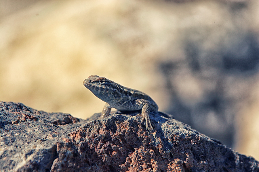 Mojave USA Kalifornien
