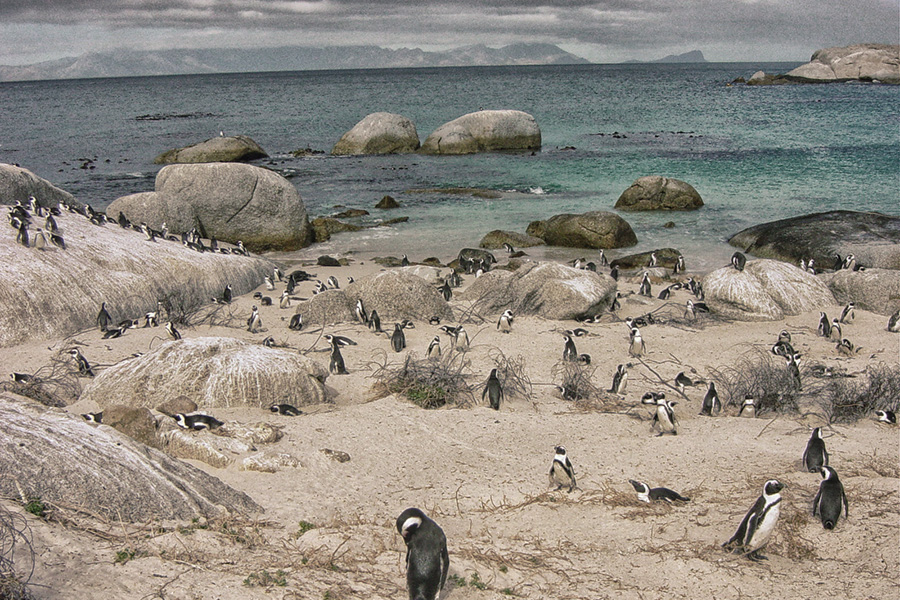 Pinguine am Boulders Beach