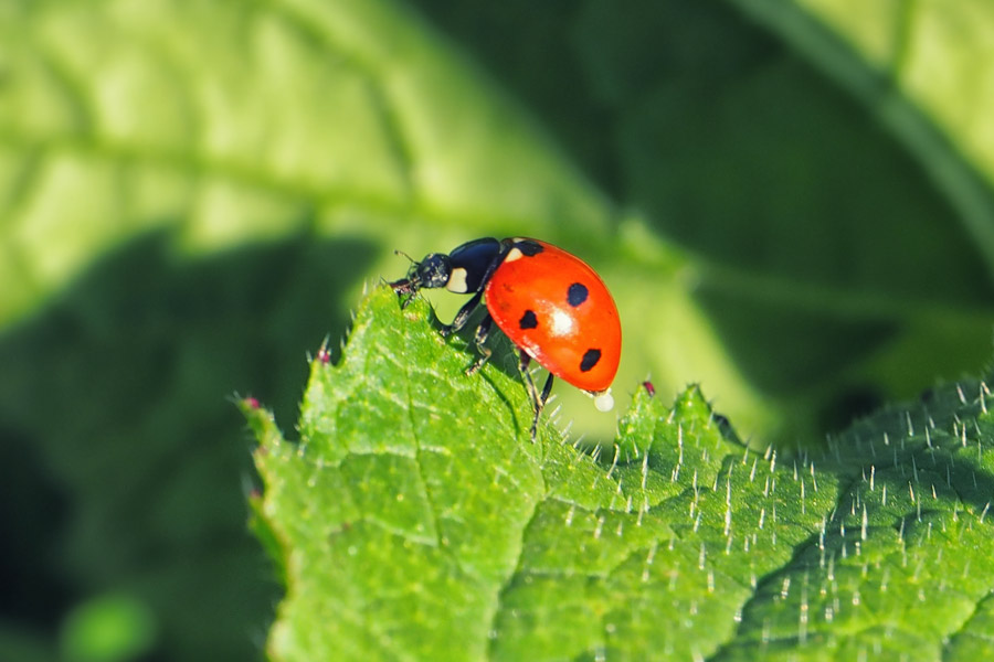 Reisen mit Kindern im Sommer